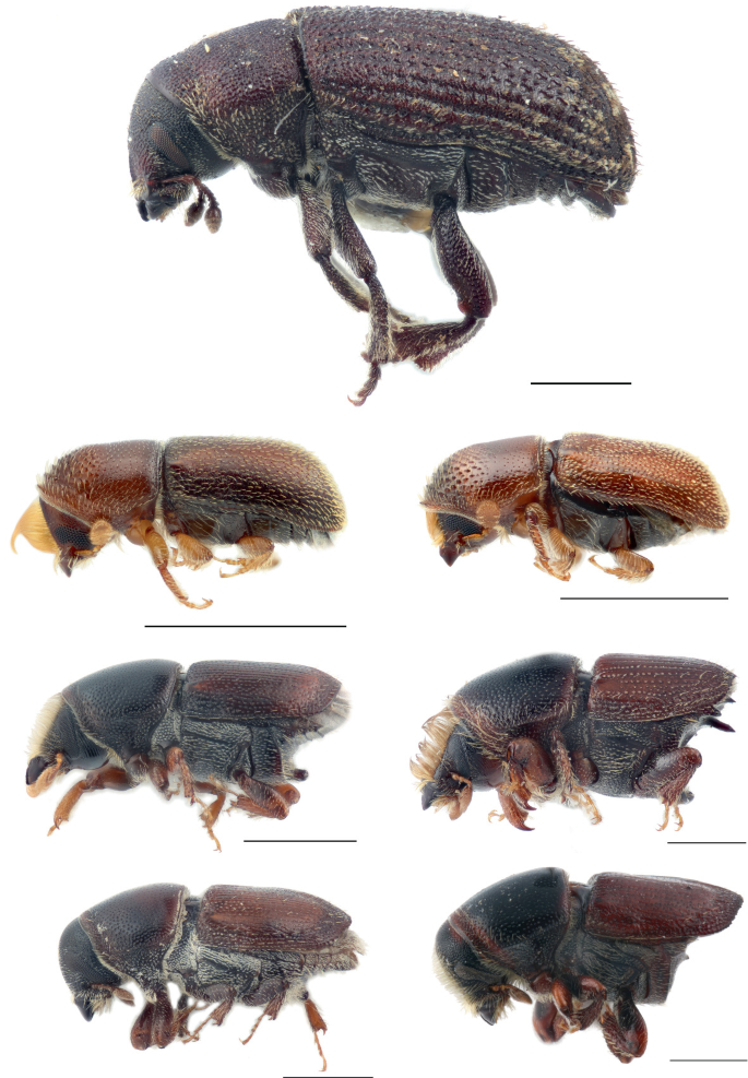 7 side views of several beetle species that compare and contrast the beetles' body measurements and traits.
