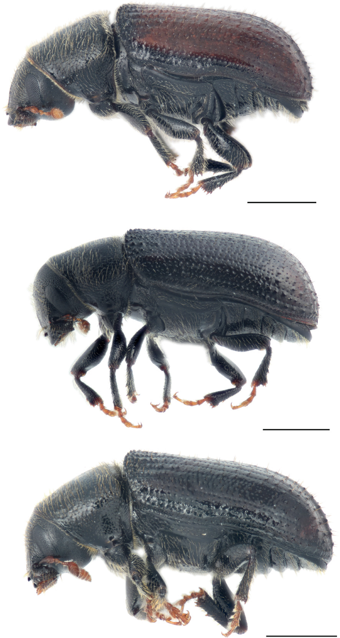 Three side views of 3 different kinds of beetles, comparing their physical features and body architecture.