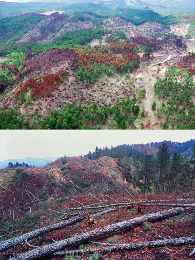 2 photos demonstrate the destruction of the woodland region, with bare pathways created by cutting off the tree. The logs are scattered on the ground.