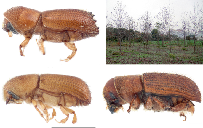 4 images of the beetle's side view and a woodland region.