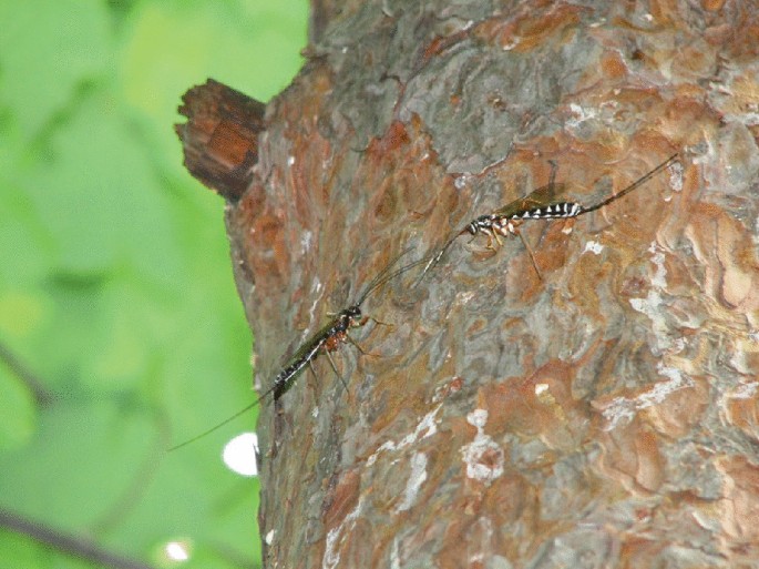 A photograph of two wasps on the surface of a tree trunk.
