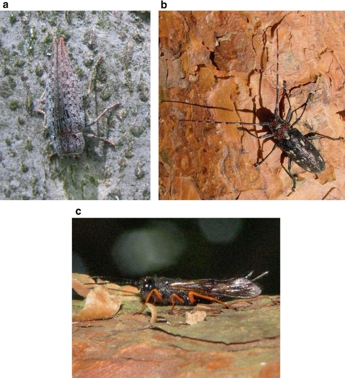 3 photos of the wood borers are shot from different angles. The wood borers have 2 long antennae, 3 pairs of legs, and an exoskeleton.