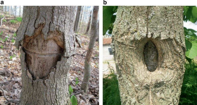 Two photos of a tree trunk with severe wood borer damage.