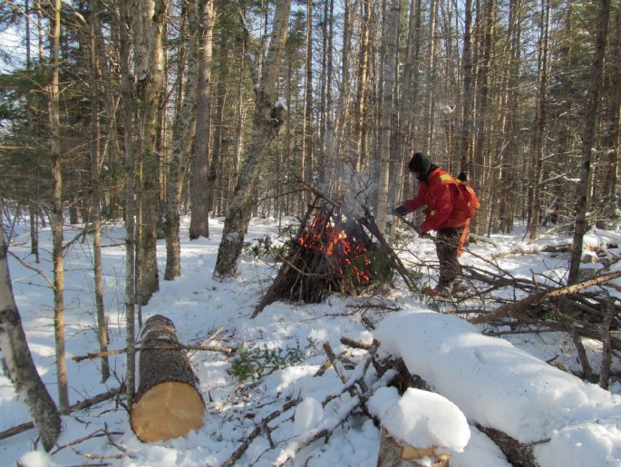 A photo of a person burning wood in a cold forest.