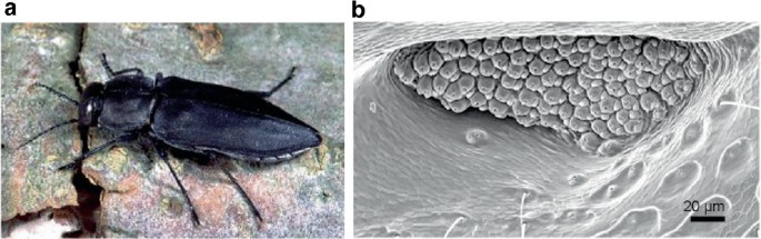 2 images. A. A photo of a beetle. B. A microscopic image of hemispherical sensilla on a hollow dome-like chamber.