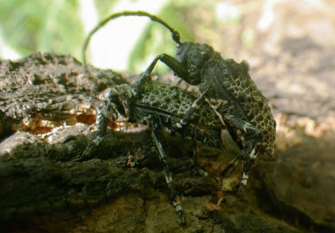 A photo of a male and female beetle in a mating position.