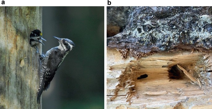 2 photographs illustrate a pair of woodpeckers and a tree trunk with holes.