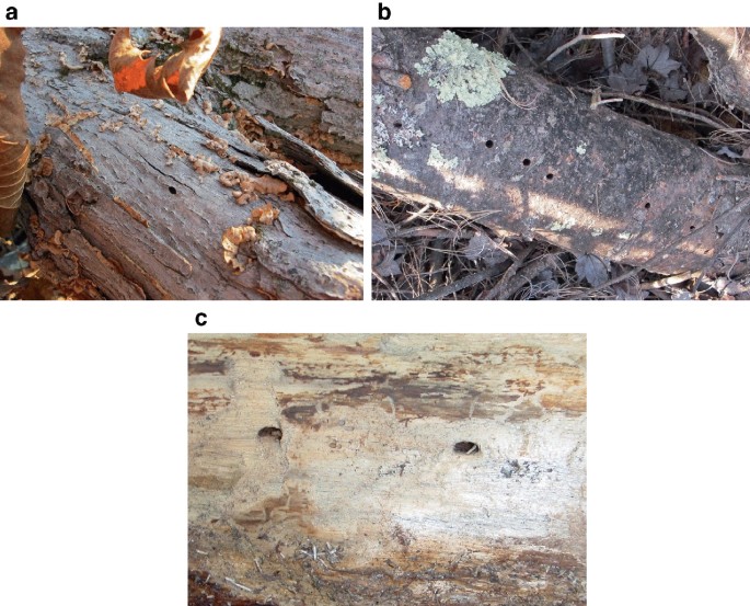 Three photos of the decaying tree trunk.