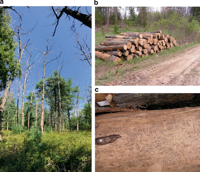 3 photos. A. A woodland region with damaged trees. B. An unpaved road with wooden logs on the left. C. A close-up view of the tree trunk with high-density larvae.