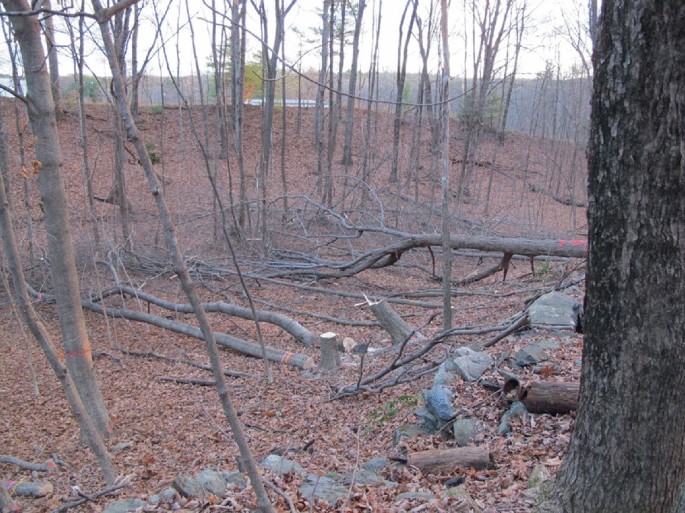 A photo of a wooded area with fallen trees.