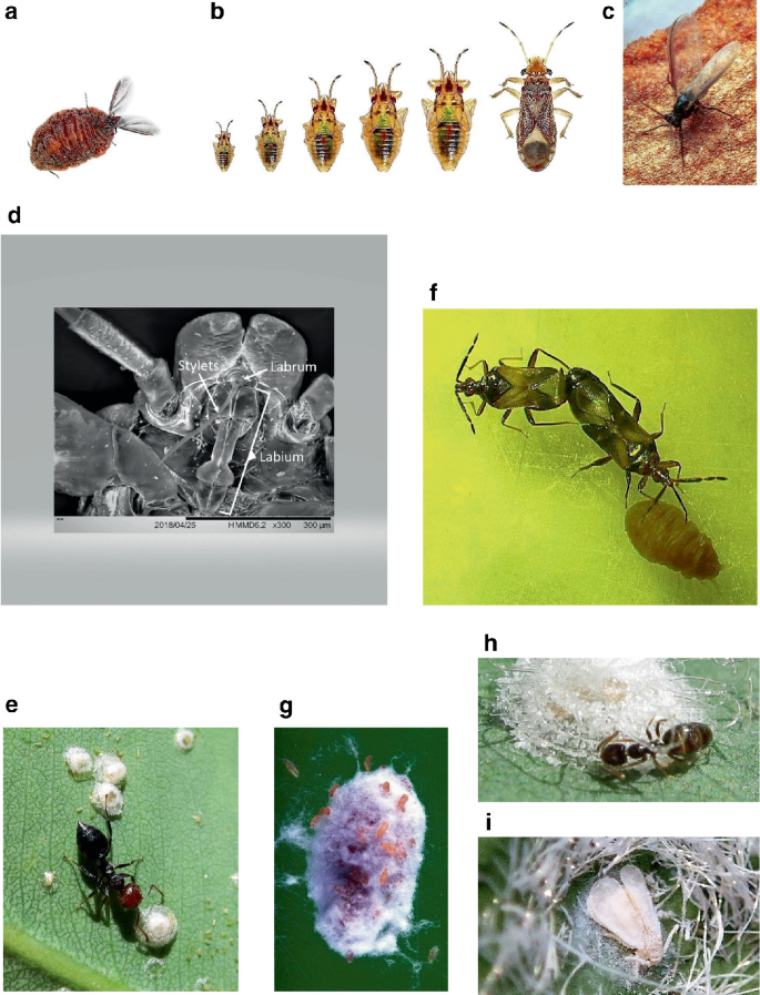 8 images illustrate the life cycle of various beetles in their nymph stage, larval and adult stages. A magnified image of the mouth displays stylets, labrum, and labium.