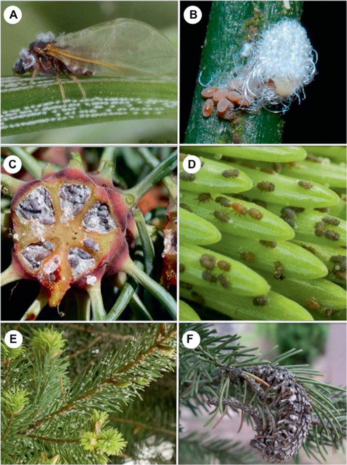 6 photos of the Adelges cooleyi, including feeding areas and egg deposits on scaly tree leaves.