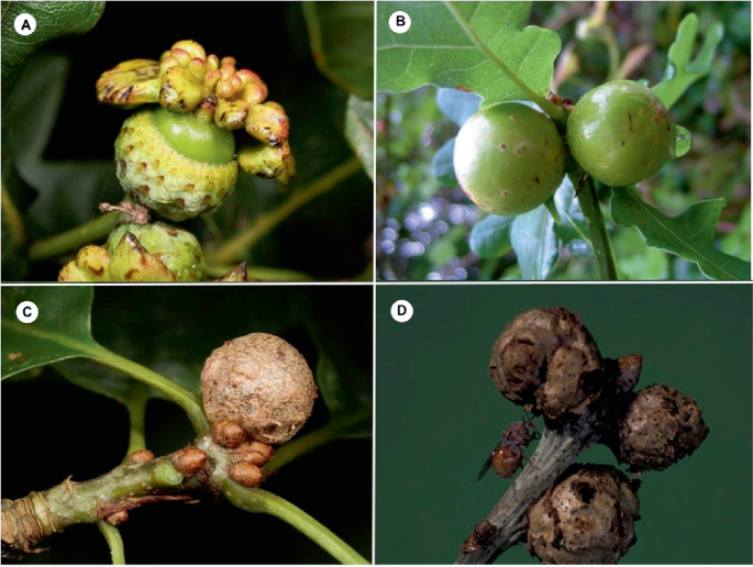 4 photos of gall wasp infestation from mild to severe on oak tree fruits.
