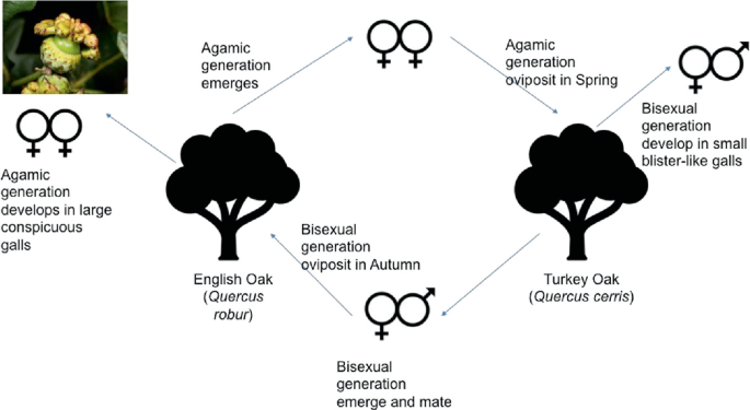 A flow diagram of the lifecycle of the wasps, in which the bisexual generation produces blister-like galls and the agamic generation forms enormous prominent galls.