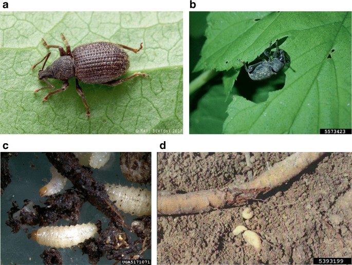 Two photos, A and B, of an insect with a long rostrum and kneed antennae that is munching on leaves. Two photographs, C and D, illustrate the damage caused by larvae depositing on the roots.