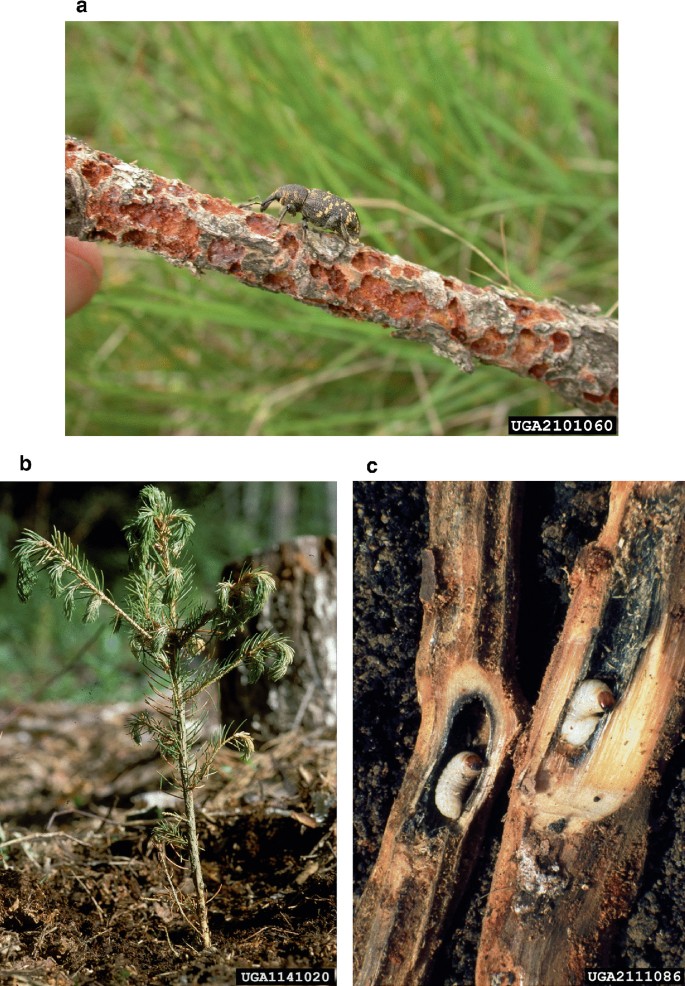 3 photos. A. A beetle on a patchy damaged twig. B, A young tree with larval deposition, and C, larvae in the bore of the twig.