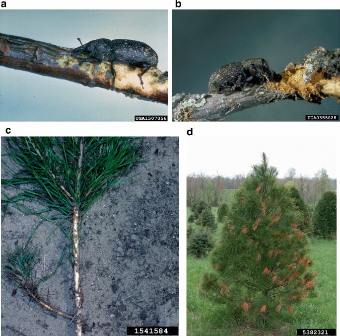 Two photos, A and B, display the beetle burrowing through a tree branch. 2 photos, C and D, at the bottom, are of the young trees that the beetles have harmed, exhibiting discolored and partially chewed leaves.