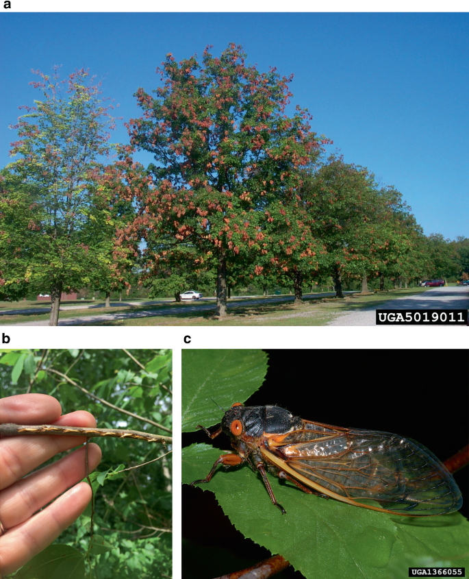 Three photos illustrate a large tree, larvae bored into a branch, and a cicada sitting on a leaf.