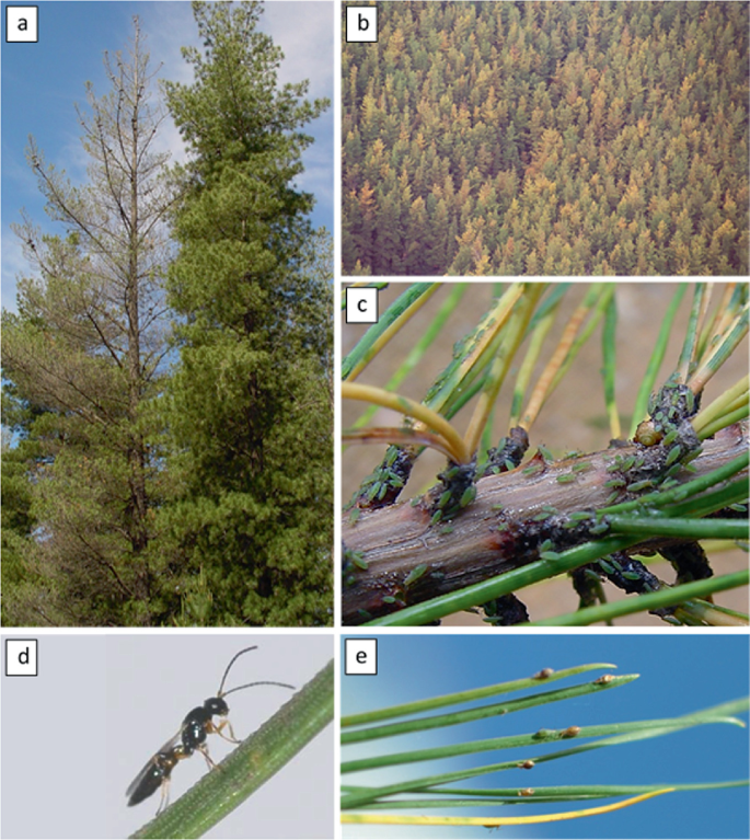5 photographs of 2 trees in which defoliation of the upper crown in the tree on the left is observed in a, an aerial view of the forest with dense trees in b, a close-up of multiple aphids on the branch and needles of a plant in c, close-up of a female Diaeretus essigellae on a needle of a plant in d, and a close-up of multiple Diaeretus essigellae parasitized Essigella californica on the needles of a plant in e.