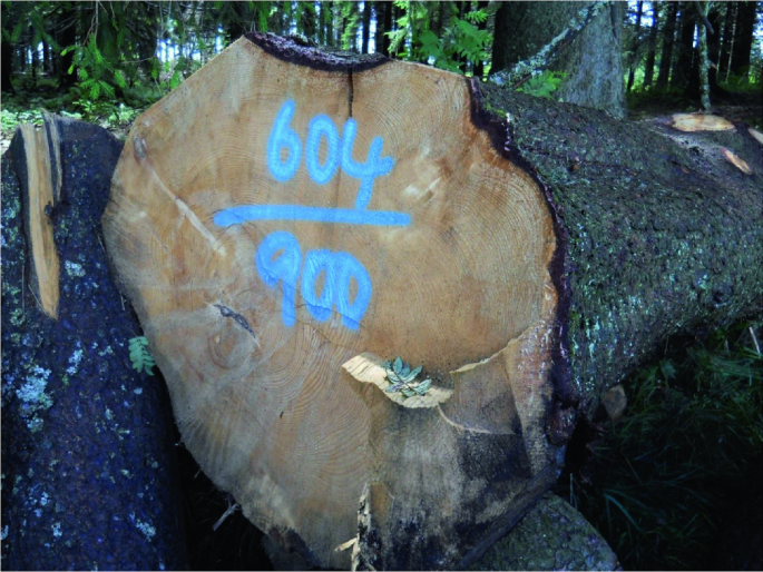 A photograph of the flat portion of a huge log placed in a horizontal position on the ground covered with grasses. The number 604 over 900 is written on the flat surface of the log.