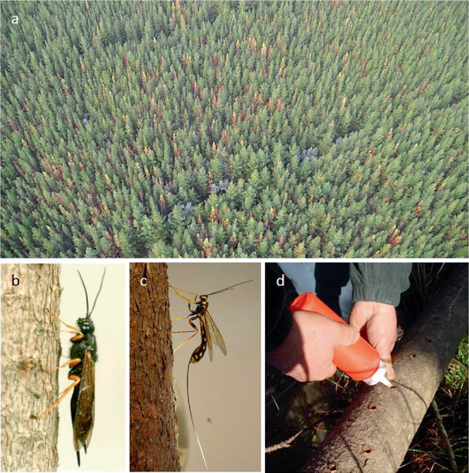 4 photographs of an aerial view of a forest with dense trees represent the tree mortality in a, lateral view of the female Sirex noctilio standing on a tree trunk in b, lateral view of the female Megarhyssa nortoni standing on a tree trunk in c, and 2 hands injecting Deladenus siricidicola with a plastic can into the holes on the trap tree in d.
