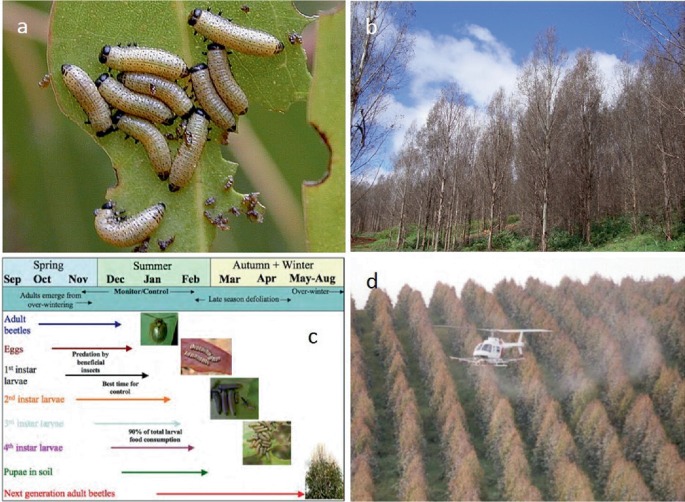 3 photographs of a close-up of multiple Parapisterna bimaculata larvae feeding on a leaf in a, Eucalyptusnitens plantation with severe defoliation in b, and an aerial view of the application of insecticides through a helicopter over a wide forest area in d. An illustration explains the life cycle of the Parapisterna bimaculata in c.