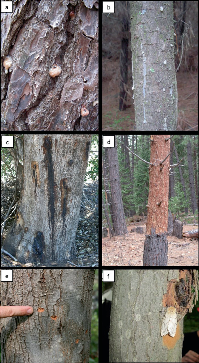 6 photographs of trees with different signs and symptoms of infestation, used to survey for insect identification. They depict infestations, such as resin beading, bark staining, bark flaking, and the formation of egg mass on the bark of the different types of trees.