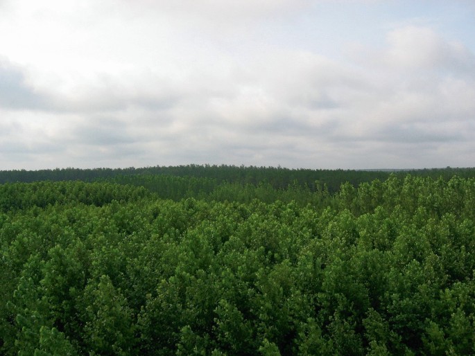 An aerial photograph of the research plantation located at the Savannah River Site. The plantation consists of dense trees neatly arranged with a cloudy sky background.
