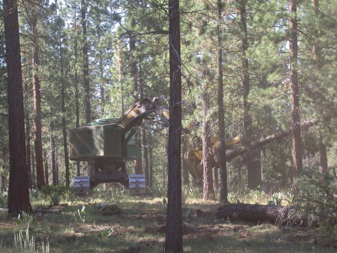A photograph of a pine forest in which thinning of ponderosa pine trees is done with machines. The ground is covered with grasses, small plants, and trees in the background.