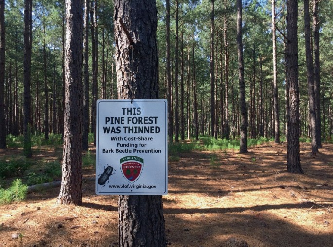 A photograph of a board with text that reads, This pine forest was thinned with cost-share funding for bark beetle preservation, a Virginia logo, a photo of a beetle, and a web address is hung on a pine tree. The ground with patches of grass and trees is in the background.