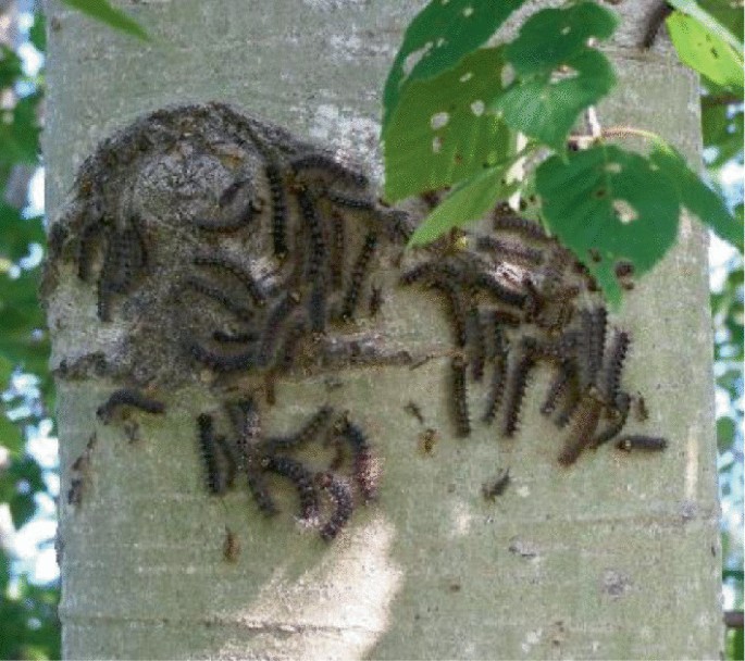 A photo of a swarm of worm-like larvae on the tree's branch