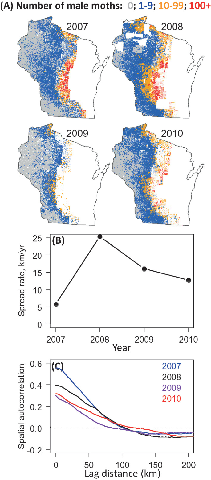 A 3-part illustration. A. 4 maps of the population distribution of male moths from 2007 to 2010. B. A graph plots the spread rate versus year and exhibits an increasing trend. C. A graph plots autocorrelation versus lag distance and depicts a declining trend.