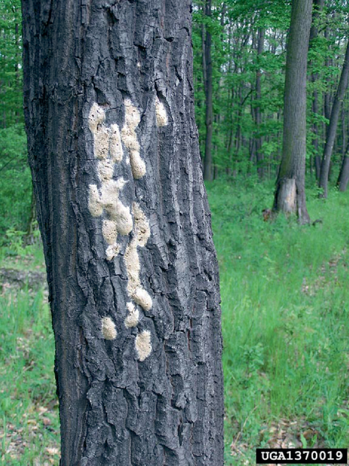 A photo of a tree bark with the egg of moths in thick clusters.