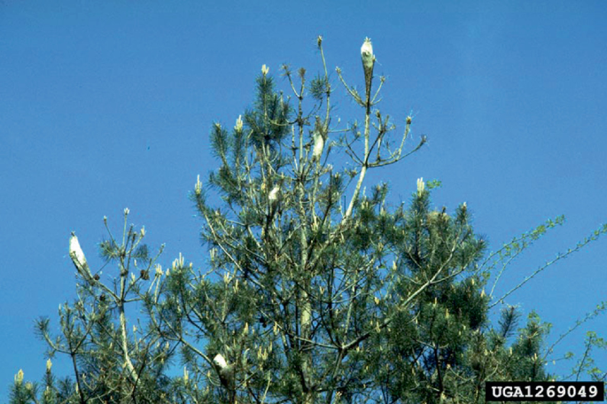 A photo of the pine tree branches with moth nests in a contrasting bright shade.