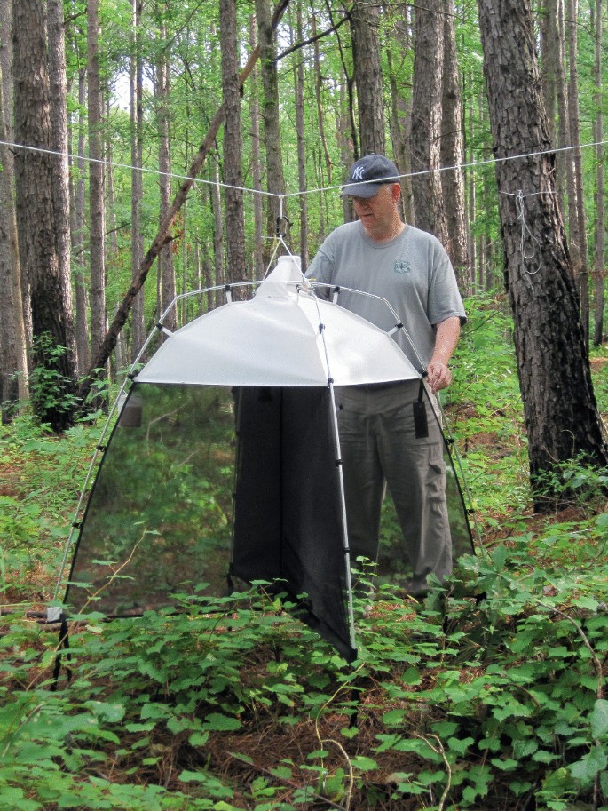 A photograph of a man standing beside a fly tap net in a pine forest.