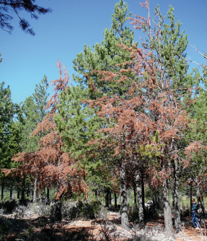A photo of pine trees which are used as fly traps.