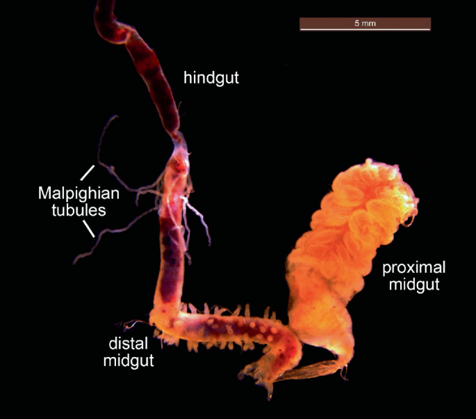 A 3-D image of a beetle's digestive tract displays the following components: proximal midgut, distal midgut, Malpighian tubules, and hindgut.