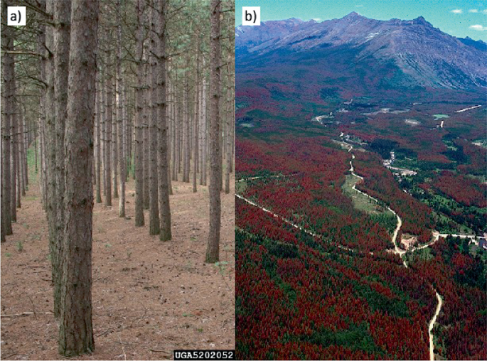 2 photos of the forest. Photo A shows the tall pine trees and B is an aerial shot with mountain ranges and landscapes with thick vegetation.