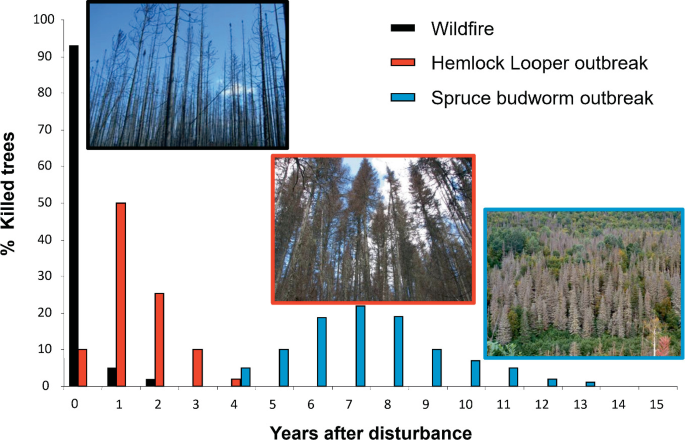 A bar graph on % killed trees versus years after disturbance. The bars are plotted for the Wildfire, Hemlock Lopper outbreak, and Spruce budworm outbreak. Wildlife disturbance in year 0 results in the highest death rate, whereas spruce budworm epidemic disruption in year 13 results in the lowest.