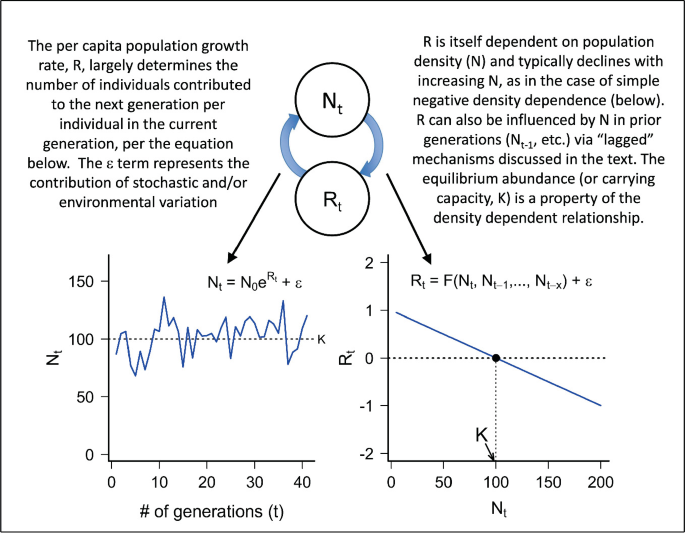 A model of per capita population growth rate and population density. The graph of R t versus N t has a declining trend, whereas the graph of N subscript t versus generations has an irregular waveform.