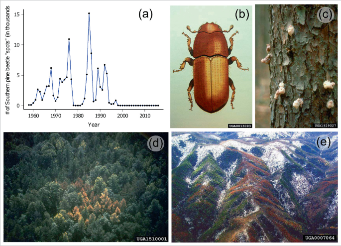 A graph plots S P B spots versus years from 1960 to 2000 and has a fluctuating trend. There are 4 images of the beetle and aerial photos of its habitat. There is a tree with resin deposition in image c.