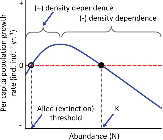 A graph plots the per capita population growth rate versus abundance. The curve starts out rising and then falls. A solid circle at the lowering point denotes the carrying capacity, whereas an open circle at the increasing point denotes the allee threshold.