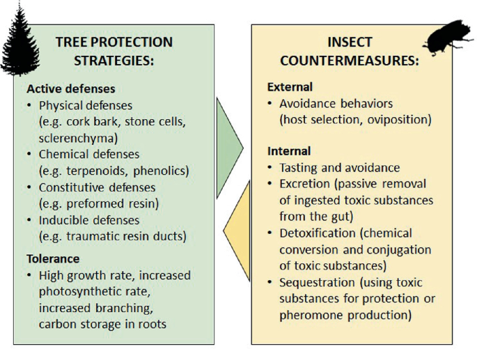 2 charts. A chart on tree protection strategies includes active defenses and tolerance. The chart on insect countermeasures includes external and internal factors.