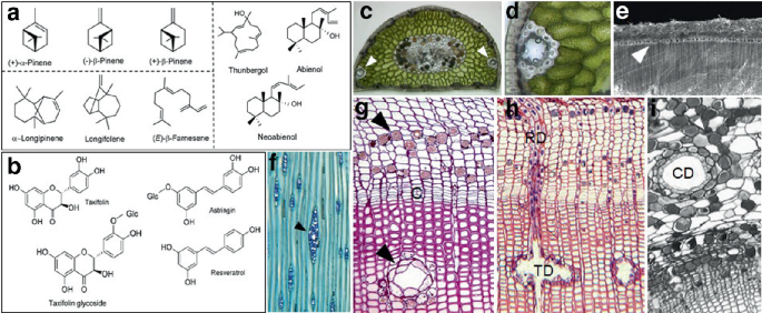 9 images of chemical defenses in trees. The chemical structures of the plant's substitutes are depicted in a and b. Other images include the microscopic sections of plant species with labeled parts.