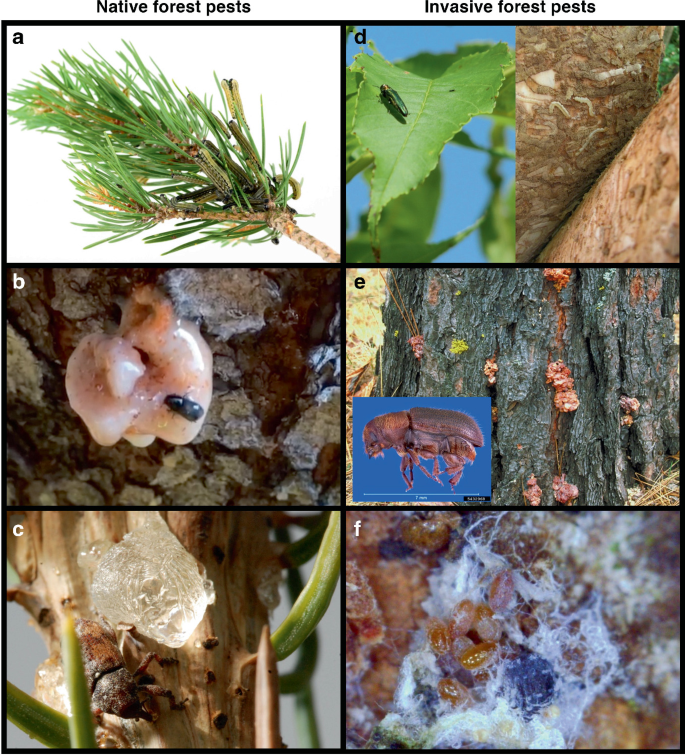 Six photos of contrast native and invasive forest pests. They illustrate the insects on the plants and bark of the tree.