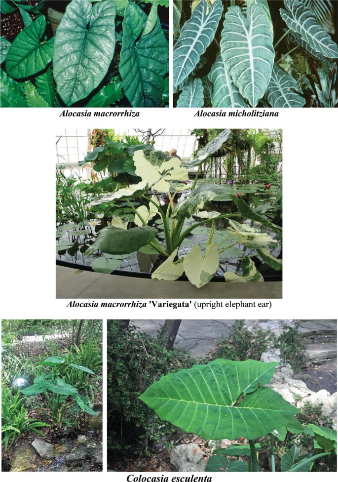 black gold philodendron plants Black-Gold Philodendron melanochrysum for sale  Jungle Story