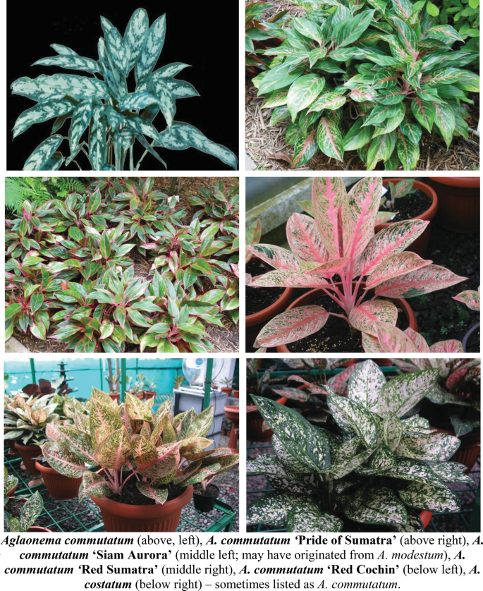 buy monstera deliciosa in broward Monstera Deliciosa