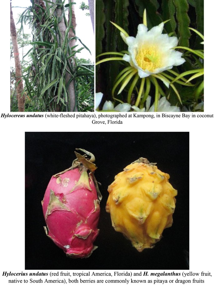 Dragonfruit - Simple English Wikipedia, the free encyclopedia