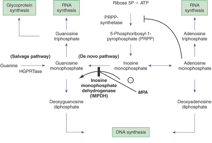 A flow chart depicts the mechanism of mycophenolic acid, which includes glycoprotein, RNA, and DNA synthesis, as well as the Salvage and De Novo pathways.