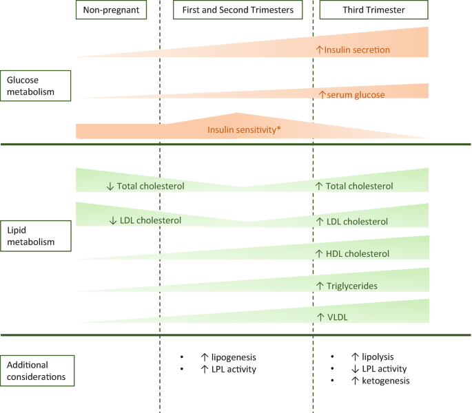 A schematic representation of the metabolic changes during pregnancy. Factors of glucose metabolism such as insulin secretion and serum glucose increase from trimester 1 to 3, while insulin sensitivity peaks in trimester 2. Lipid metabolism factors such as Total and L D L cholesterol decreases in trimester 1, and increase in trimester 3.